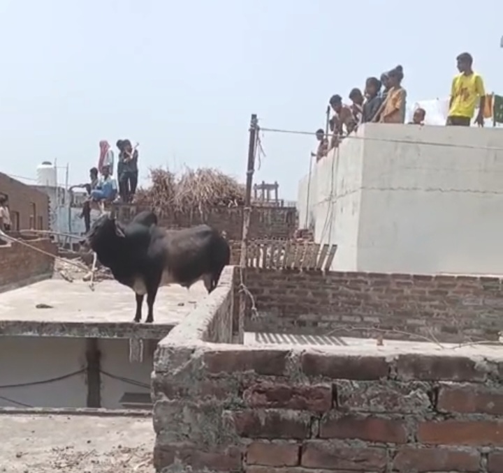 मंगोली में सीढ़ियां से चढ़कर छत पर पहुंचा सांड