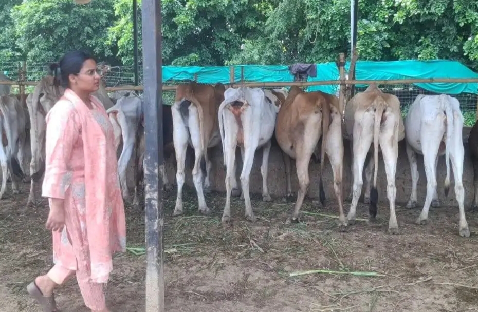सीडीओ को मिली तरौली सुमाली गौशाला में गंदगी